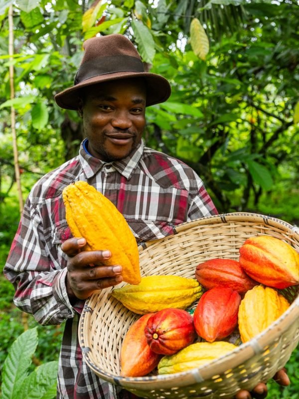 A smiling African farmer harvesting cocoa pods on the plantation, production of chocolate in Africa