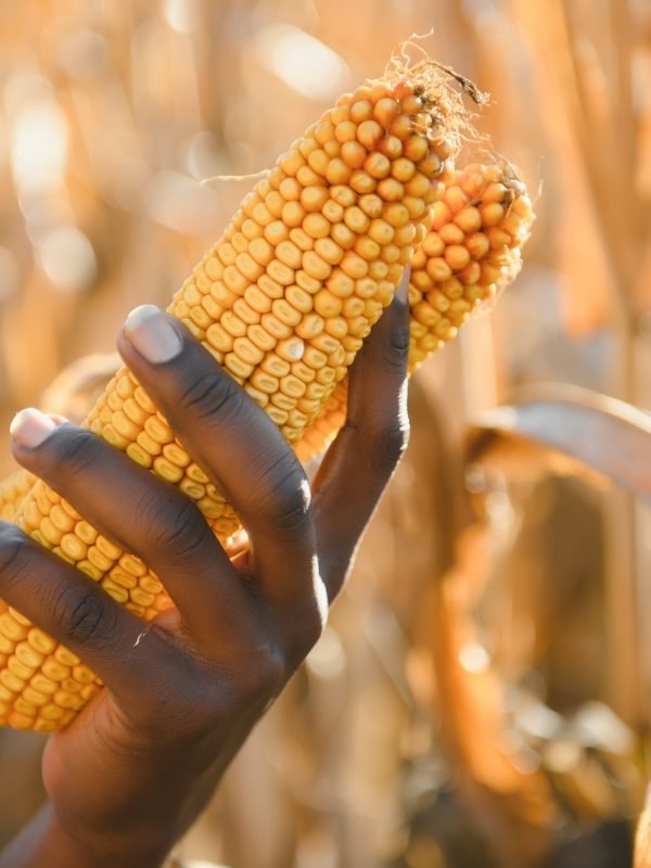 hands of an African farmer holding corn