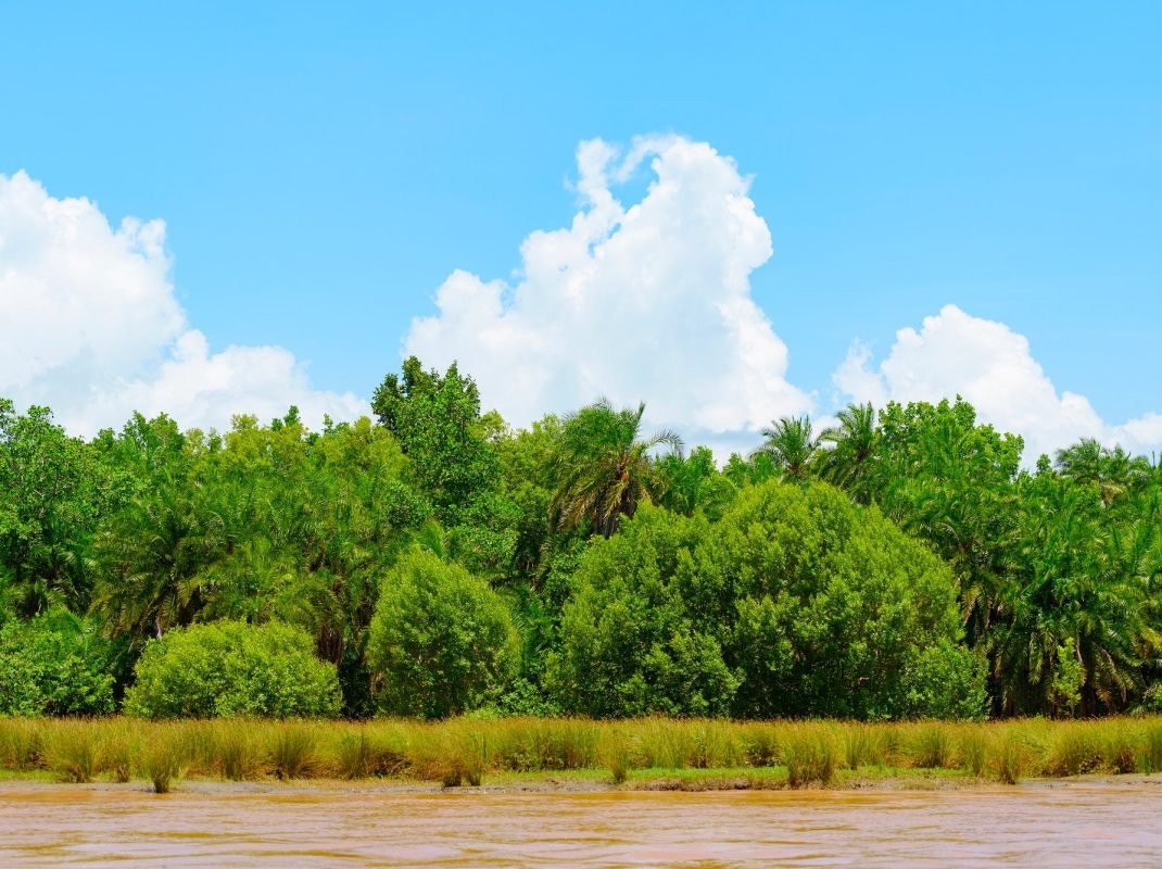 mangrove forest, african river Wami with orange water and picturesque clouds